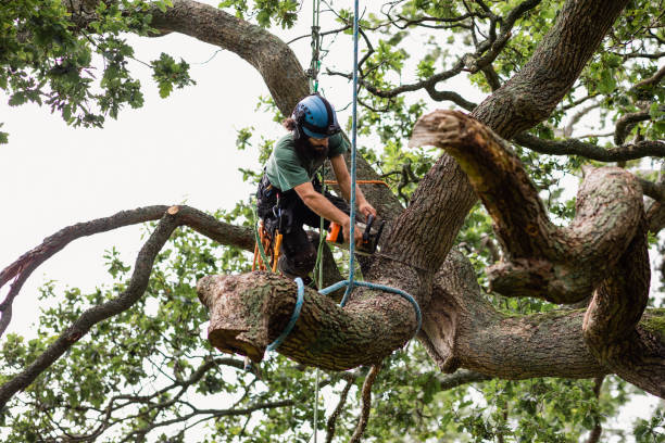 Best Fruit Tree Pruning  in Fort Hall, ID