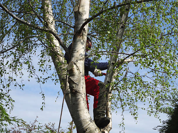 Best Tree Maintenance Programs  in Fort Hall, ID