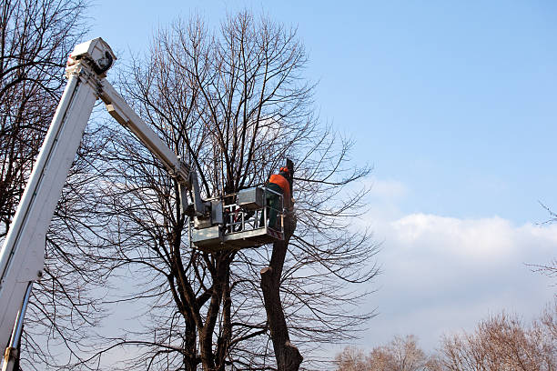 Best Hazardous Tree Removal  in Fort Hall, ID